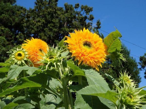 まめつぶ農園2016 Vol.11あっという間にまもなく実りの秋_b0206037_12411560.jpg