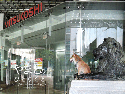 ライオンと柴犬 Yamatoのひとりごと ライオンと柴犬 Yamatoのひとりごと