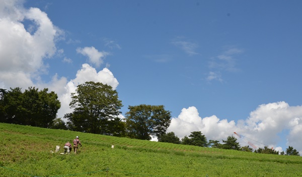 昭和記念公園のひまわり_e0020957_22232645.jpg