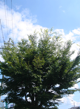 e0001558_15424201.gif