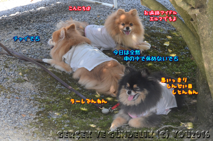 a0004070_16272337.jpg