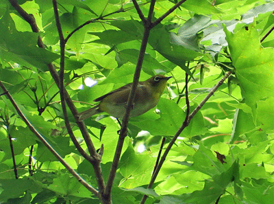 f0140773_11061008.gif