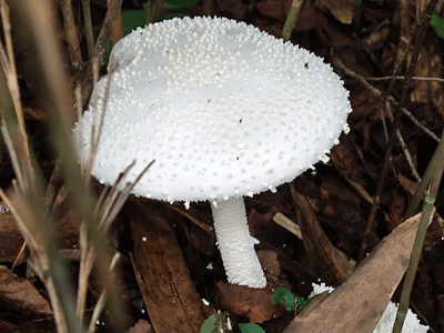 f0140773_11062053.gif