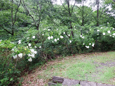 f0140773_11064026.gif