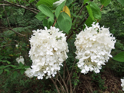 f0140773_11065560.gif