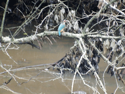 f0140773_11070585.gif