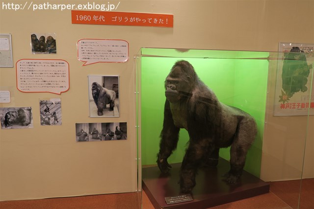 2016年8月 王子動物園 その4 : ハープの徒然草
