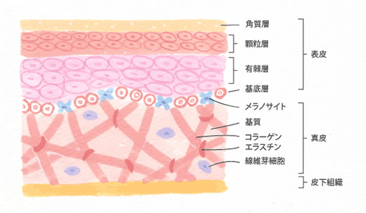 化粧品のお話(お肌と食べ物編)_b0210688_21362930.png