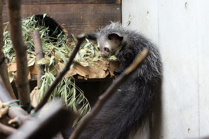 上野「真夏の夜の動物園」～刹那のアイアイと言霊を操るキツネザル＆両生爬虫類館_b0355317_10482167.jpg