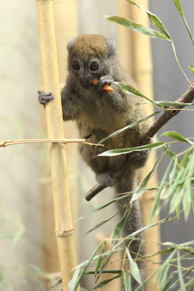 上野「真夏の夜の動物園」～刹那のアイアイと言霊を操るキツネザル＆両生爬虫類館_b0355317_11031715.jpg