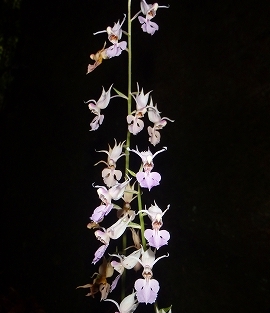 f0193521_4113049.jpg