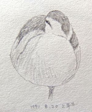 #ネイチャー・スケッチ #Naturesketch #カルガモ『軽鴨 #SpotBilledDuck』_a0083553_19512055.jpg