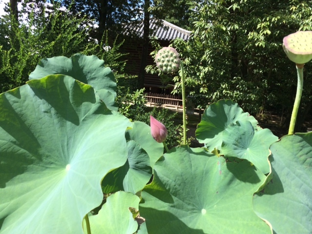 奈良2016、その2・唐招提寺_c0189970_09450710.jpg