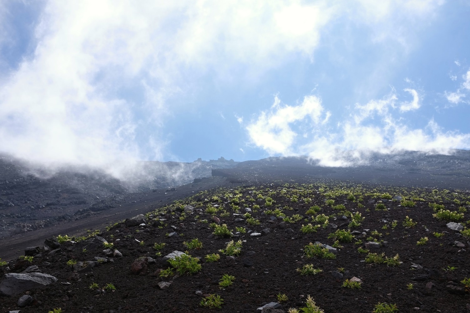 2016/08/07　富士山　船津口　滑沢　山野草一覧_d0233770_1923362.jpg