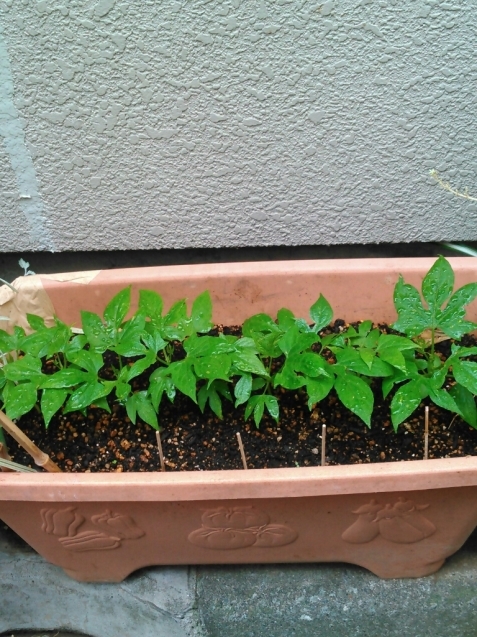 我が家の植物_c0162773_11561559.jpg