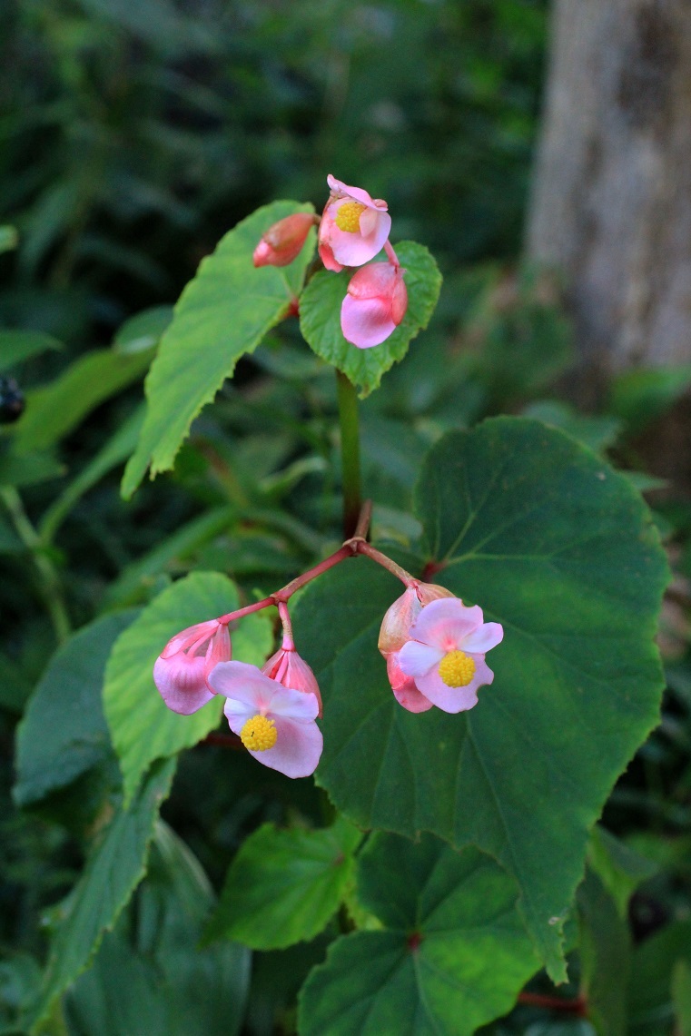 花の重さで垂れた細い茎に シュウカイドウ 成長する家 つれづれ日記