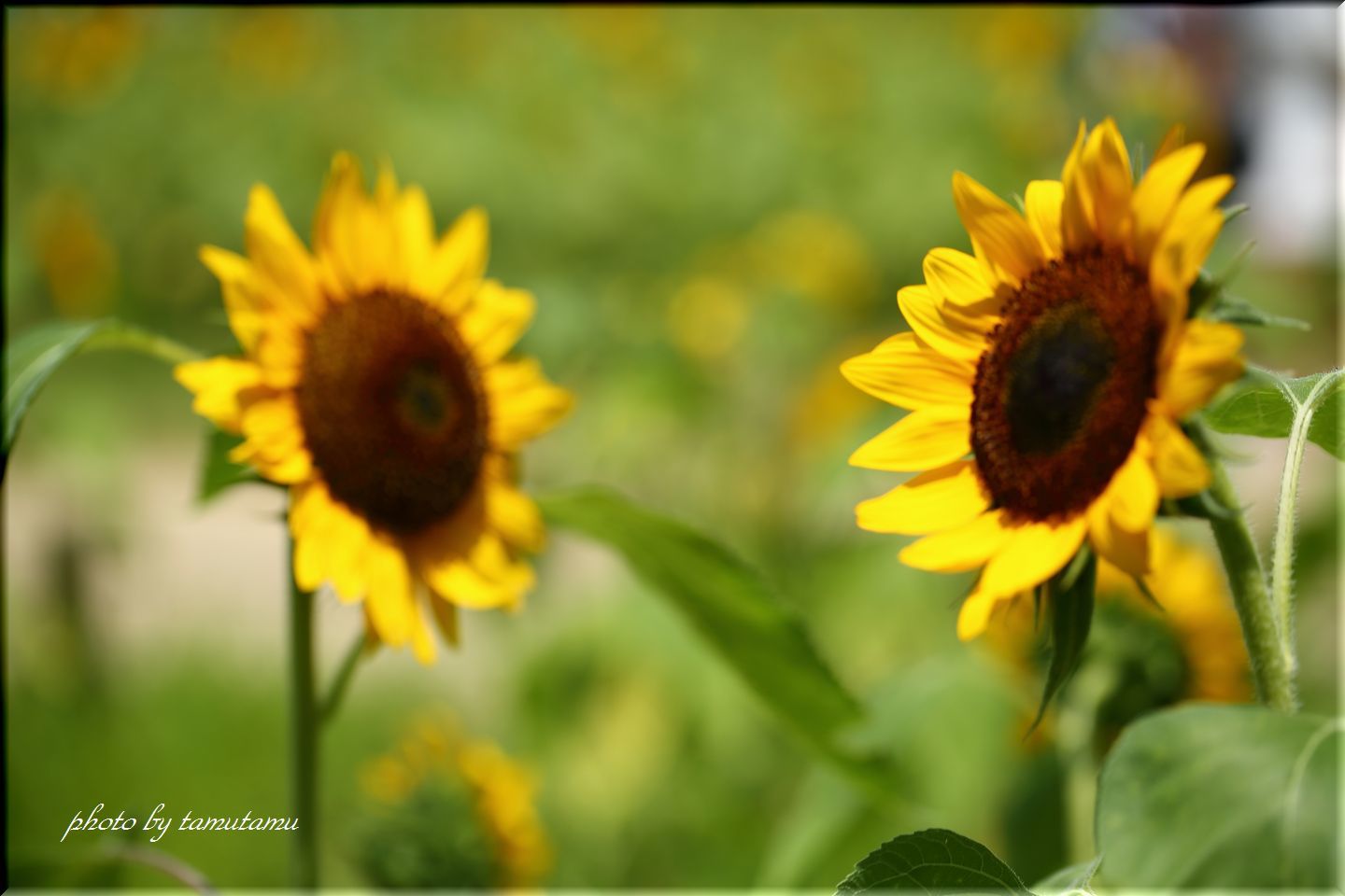 夏の花百景　vol.20 Final_e0351179_09514795.jpg