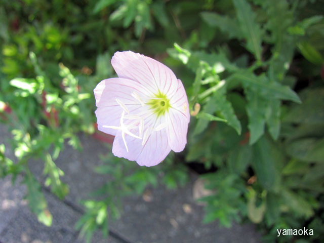 好日_f0071480_18100910.jpg