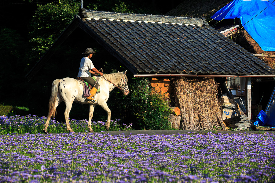 北山友禅菊！_b0128581_22351.jpg