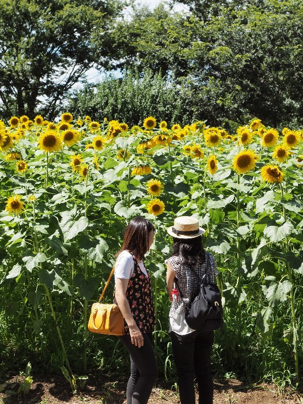 昭和記念公園のひまわり　３_f0364086_23493932.jpg