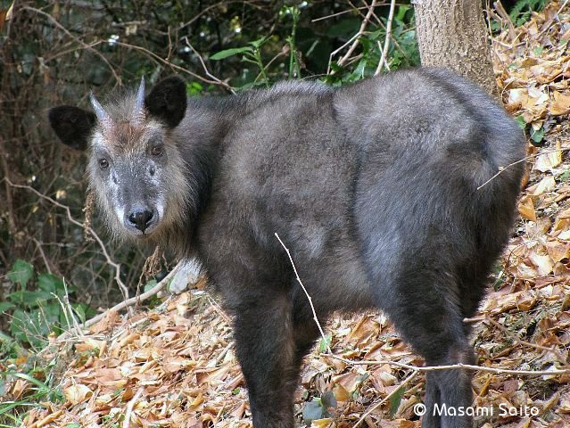 ニホンカモシカ 日本氈鹿 草花と自然blog