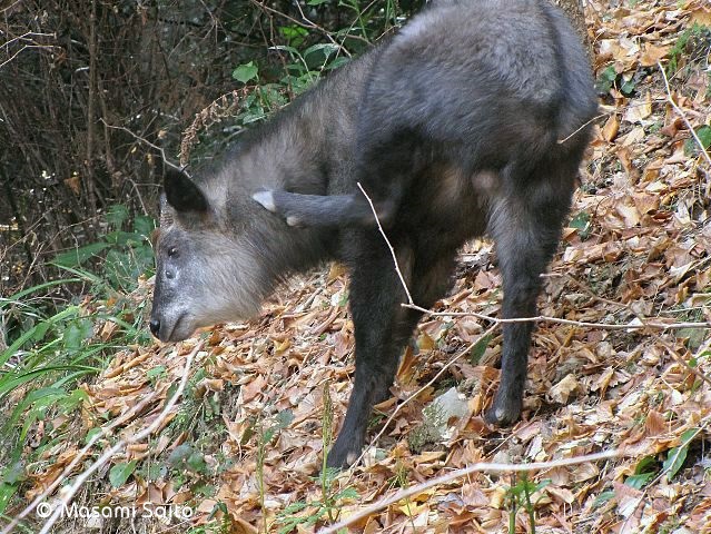 ニホンカモシカ 日本氈鹿 草花と自然blog