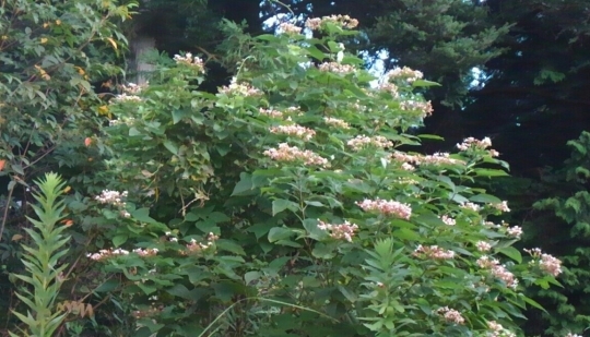 d0306603_07222133.jpg