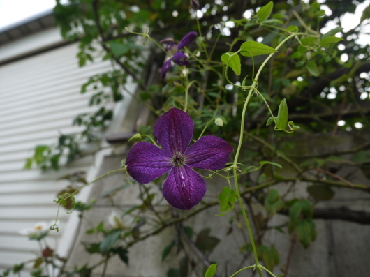 ８月終わりの庭の花_e0205713_20083340.jpg