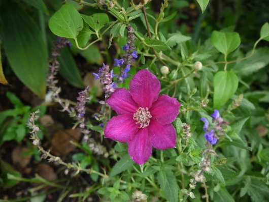 ８月終わりの庭の花_e0205713_20095887.jpg