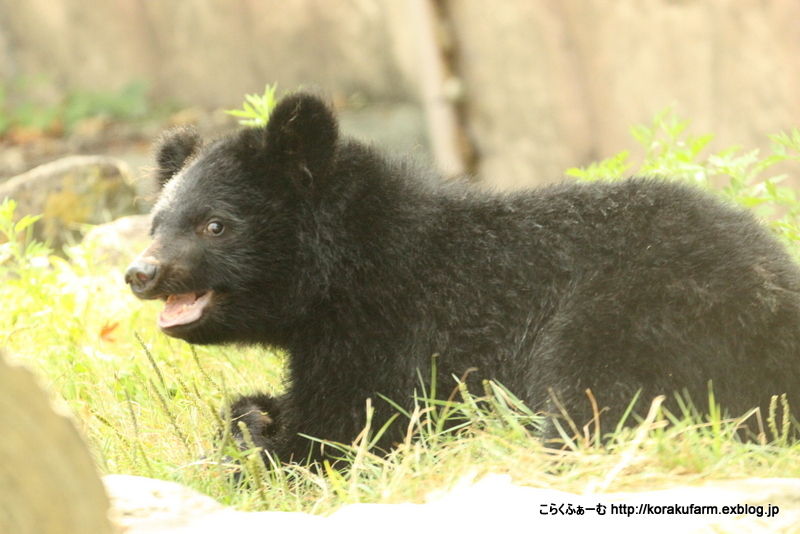 こんにちは ツキノワグマのツバサくん : こらくふぁーむ