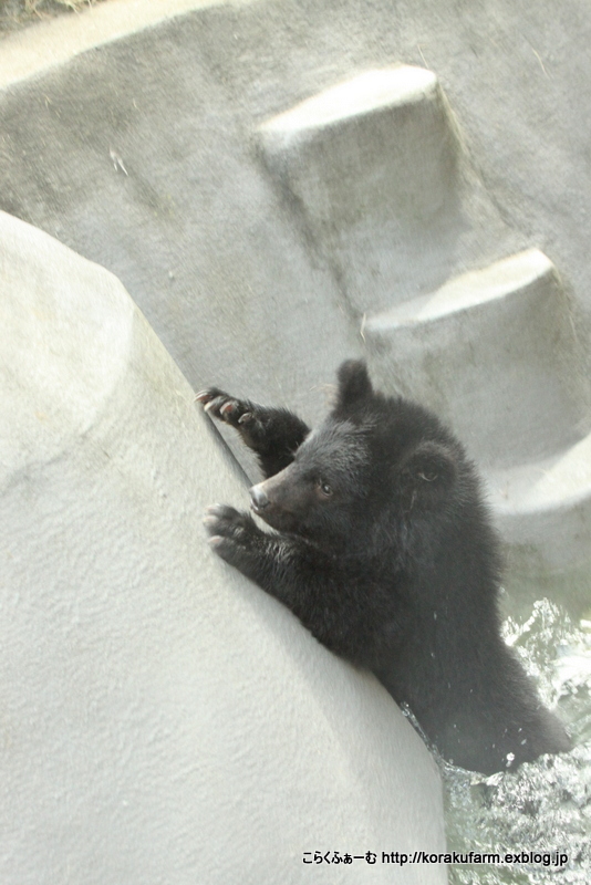 こんにちは ツキノワグマのツバサくん : こらくふぁーむ