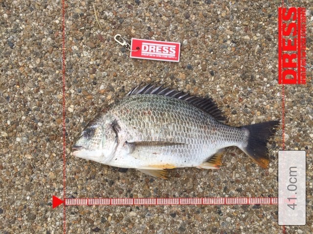舞洲で落とし込み ヘチ釣り 大阪湾チヌ釣行記 舞洲で落とし込み ヘチ釣り 大阪湾チヌ釣行記