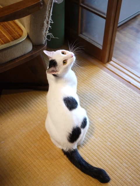 猫のお留守番 たらくん編。_a0143140_21175890.jpg