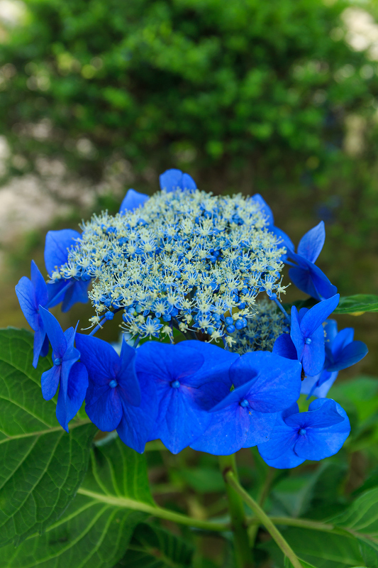 勧修寺・初夏の花々_f0155048_2253753.jpg