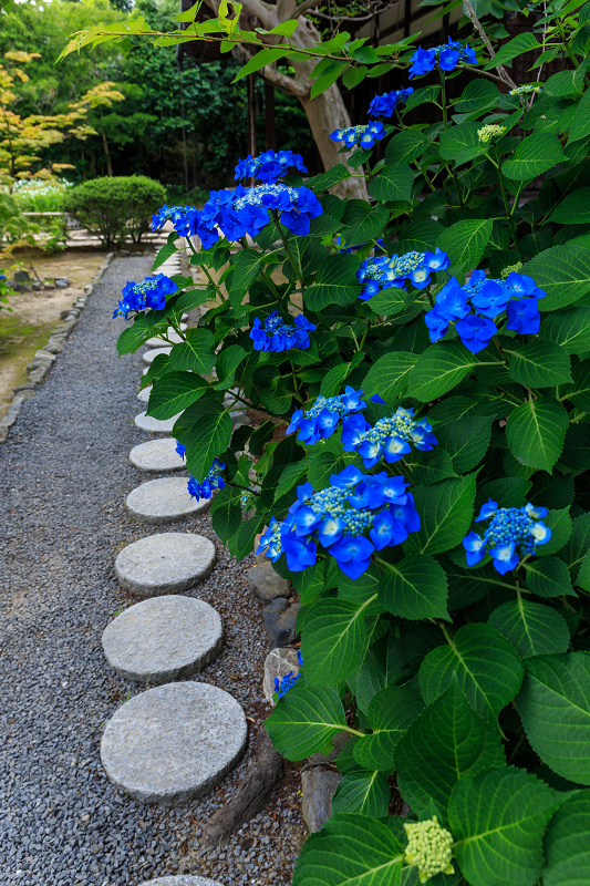勧修寺・初夏の花々_f0155048_2255349.jpg