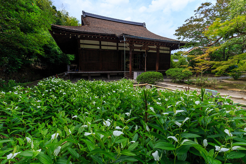 勧修寺・初夏の花々_f0155048_2255821.jpg