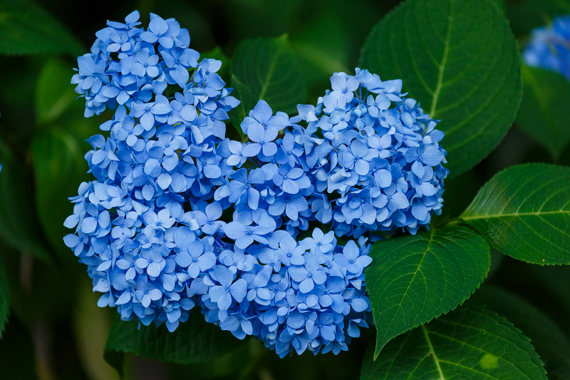勧修寺・初夏の花々_f0155048_2262224.jpg