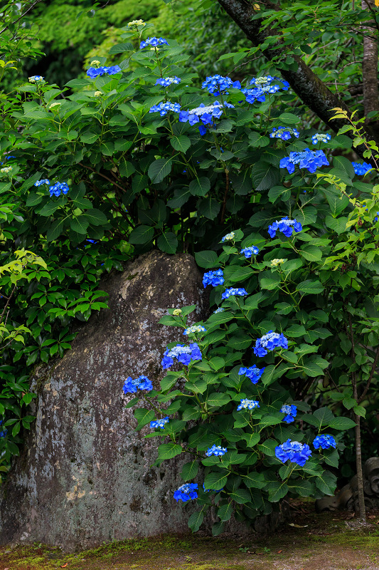勧修寺・初夏の花々_f0155048_2264571.jpg