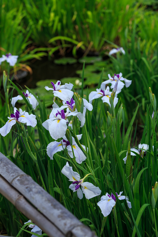 勧修寺・初夏の花々_f0155048_2271941.jpg