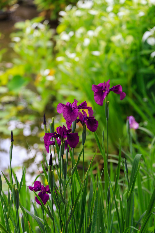 勧修寺・初夏の花々_f0155048_2275776.jpg