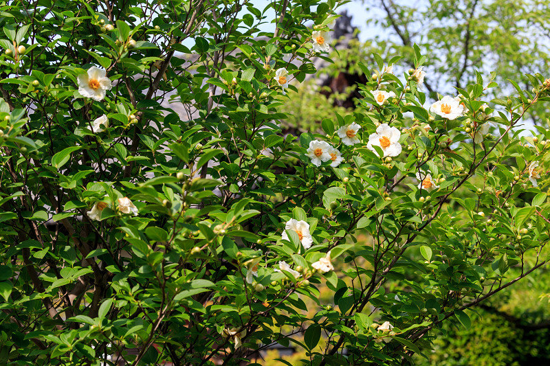勧修寺・初夏の花々_f0155048_2293632.jpg