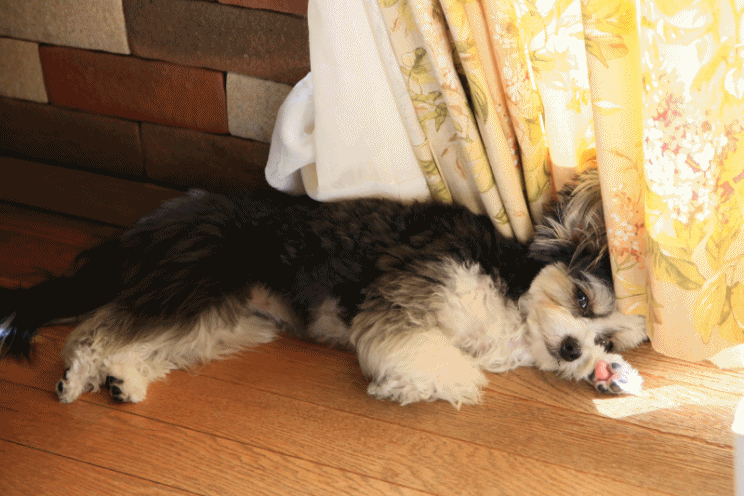 c0145250_09084515.gif