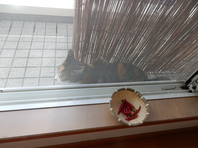 ’16,8,27(土)雲行きが怪しくなってきました!_f0060461_8585279.jpg