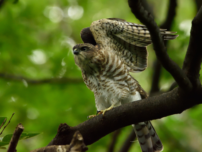 ツミ（雀鷹）/Japanese lesser sparrowhawk_f0365975_19213133.jpg