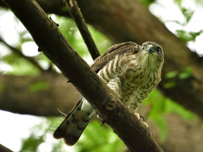 ツミ（雀鷹）/Japanese lesser sparrowhawk_f0365975_19214496.jpg