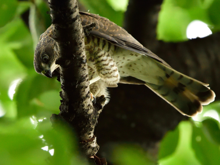 ツミ（雀鷹）/Japanese lesser sparrowhawk_f0365975_19224353.jpg