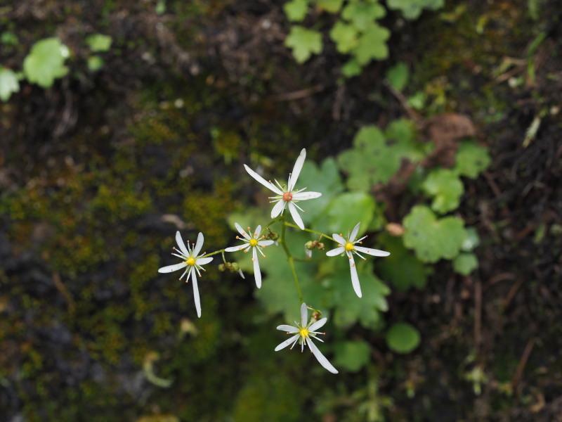 奥日光で見た山野草～その１_f0372177_1413524.jpg