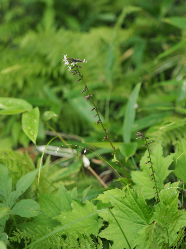 奥日光で見た山野草～その１_f0372177_1417723.jpg