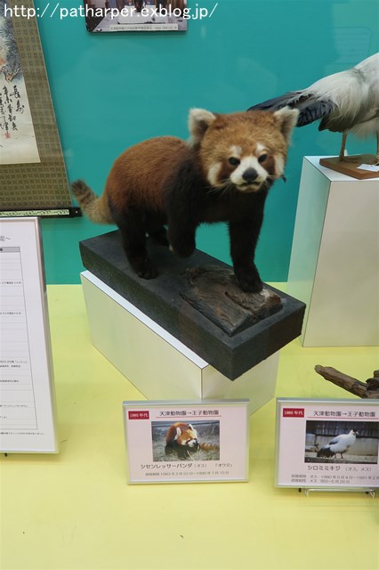 ２０１６年８月　王子動物園　その５_a0052986_8334781.jpg