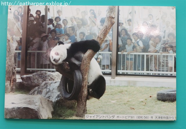 ２０１６年８月　王子動物園　その５_a0052986_8344214.jpg